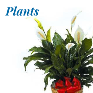 Plants